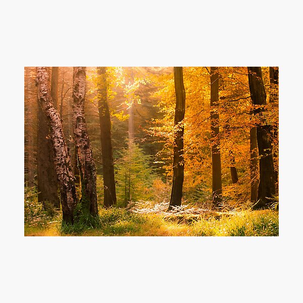 Item preview, Tollymore Forest designed and sold by GaryMcParland.