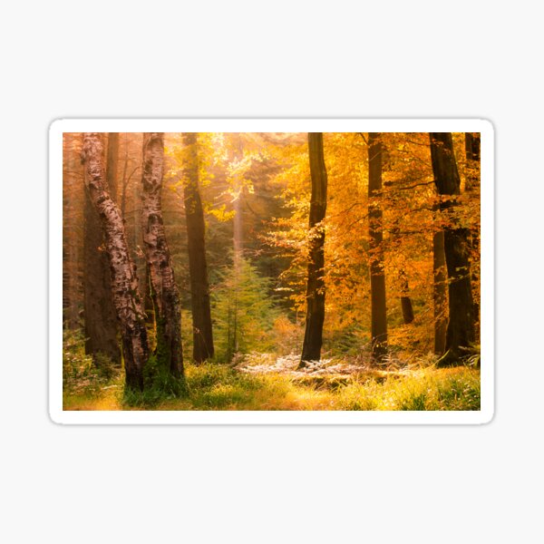 Tollymore Forest Sticker