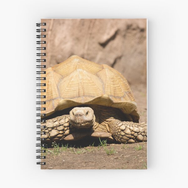 Aperçu de l'œuvre Tortue spore africaine créée et vendue par Cloudtail.