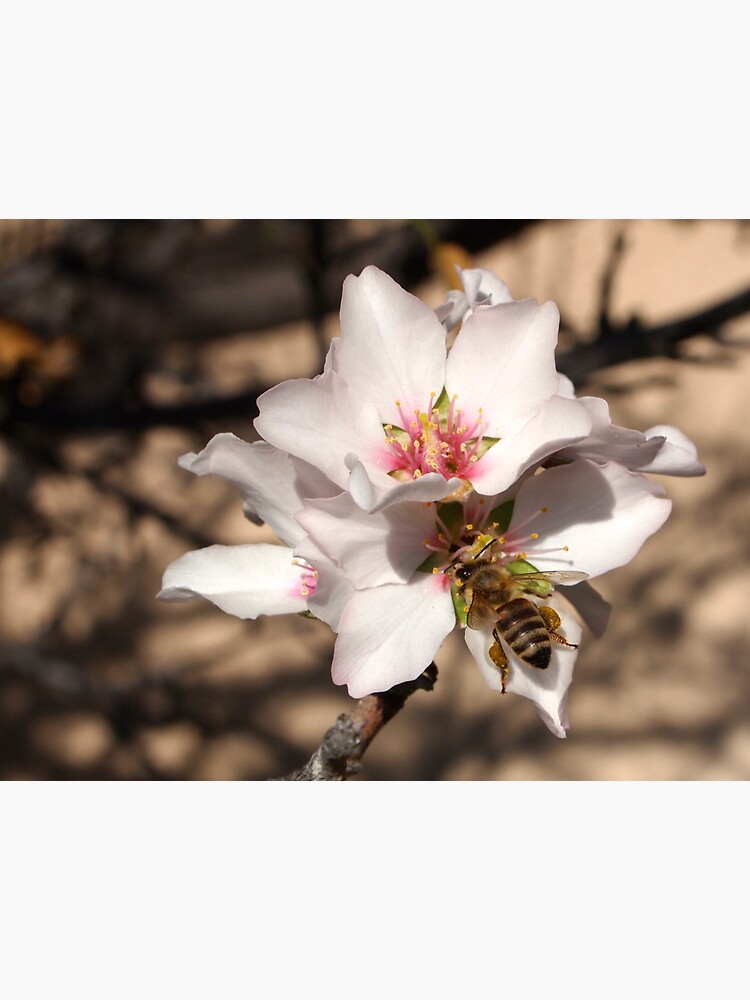 Bee on Apricot Blossom by douglasewelch