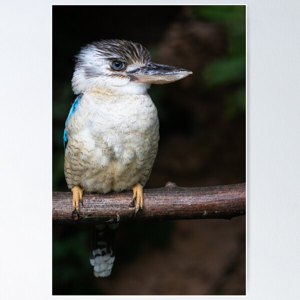Item preview, Kookaburra designed and sold by Cloudtail.