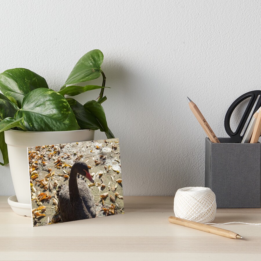 Black swan taking a Sun bath, leaves on the ground, Autumn colors, original photography Art Board Print