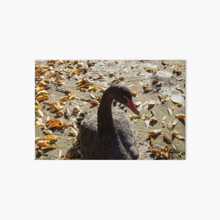 Black swan taking a Sun bath, leaves on the ground, Autumn colors, original photography Art Board Print