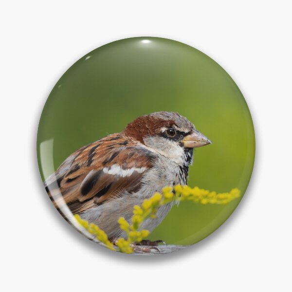 Item preview, sparrow designed and sold by Cloudtail.