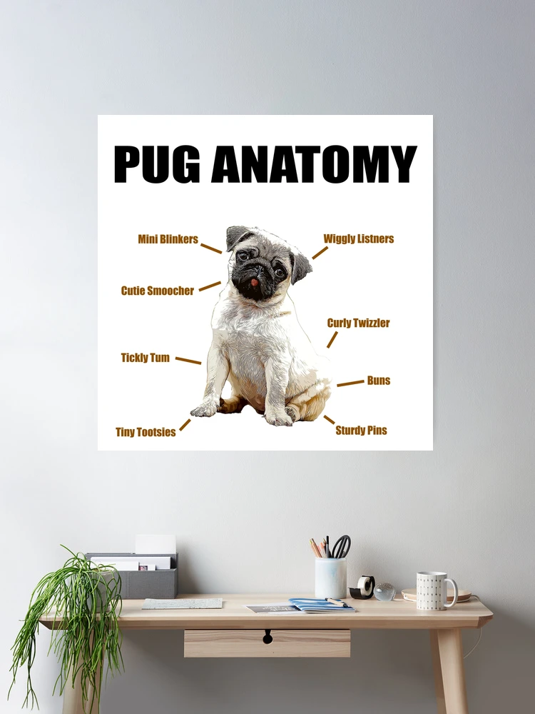 Pug Rib Structure Anatomy Of A Pug Poster