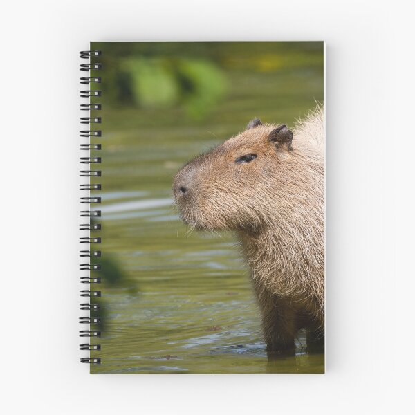 Aperçu de l'œuvre Capybara créée et vendue par Cloudtail.
