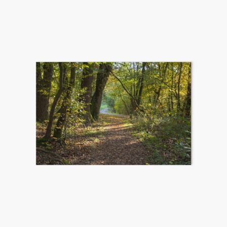 Road through forest, pathway, partial shade, leaves on the ground, Autumn, original photography Art Board Print
