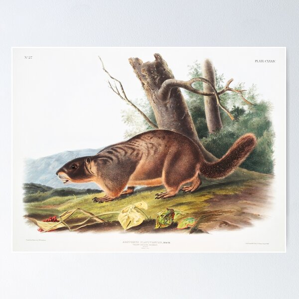Item preview, Yellow Bellied Marmot   - John James Audubon designed and sold by Vintage Designs +.