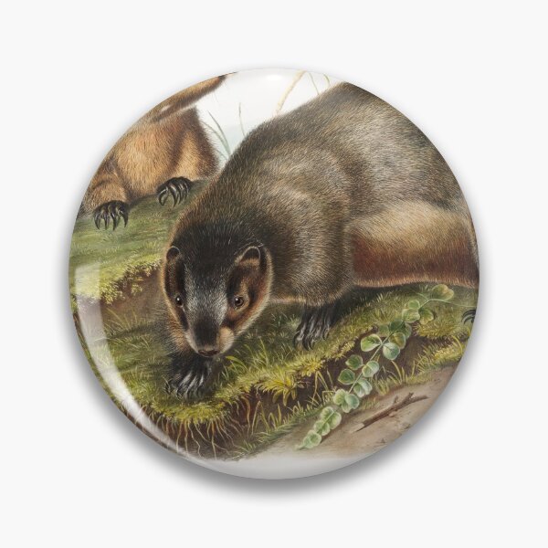 Item preview, Hoary Marmot   - John Woodhouse Audubon designed and sold by Vintage Designs +.