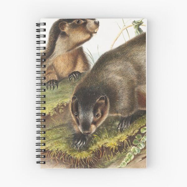 Item preview, Hoary Marmot   - John Woodhouse Audubon designed and sold by Vintage Designs +.