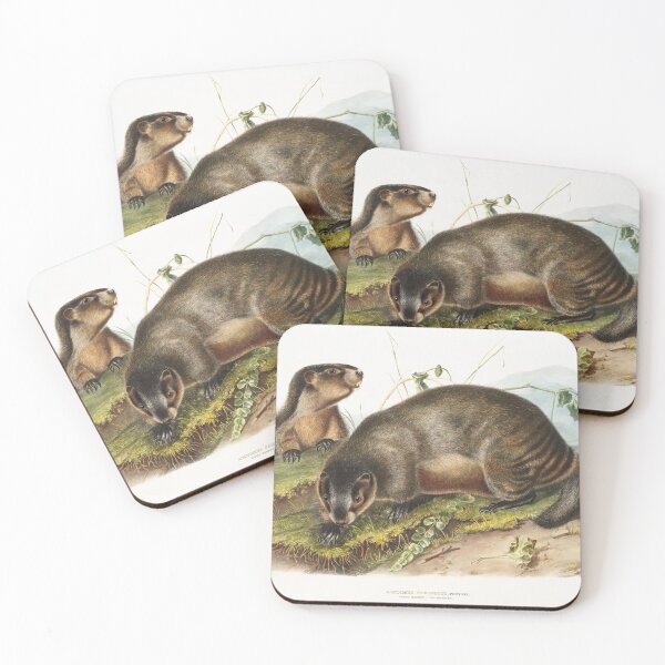 Item preview, Hoary Marmot   - John Woodhouse Audubon designed and sold by Vintage Designs +.