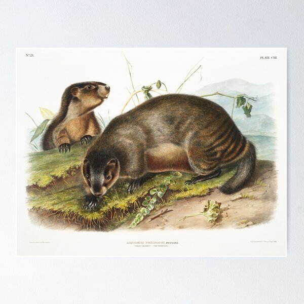 Item preview, Hoary Marmot   - John Woodhouse Audubon designed and sold by Vintage Designs +.