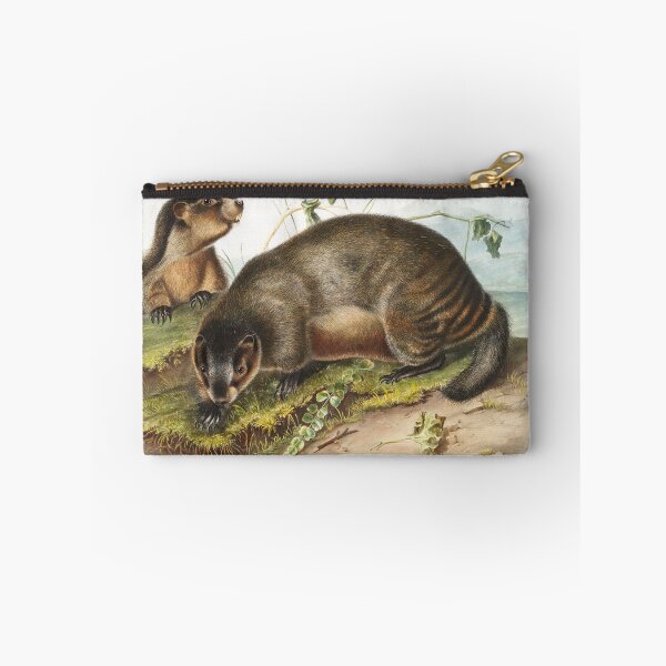 Item preview, Hoary Marmot   - John Woodhouse Audubon designed and sold by Vintage Designs +.