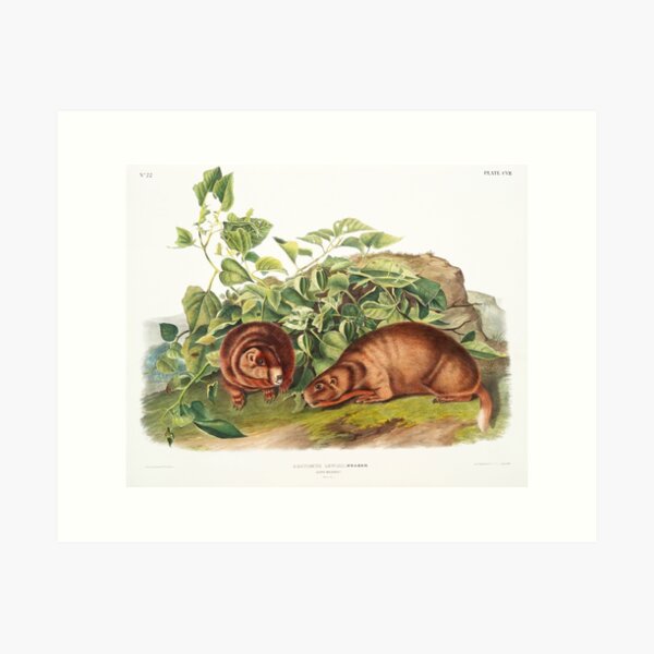 Item preview, Lewis' Marmot   - John Woodhouse Audubon designed and sold by Vintage Designs +.