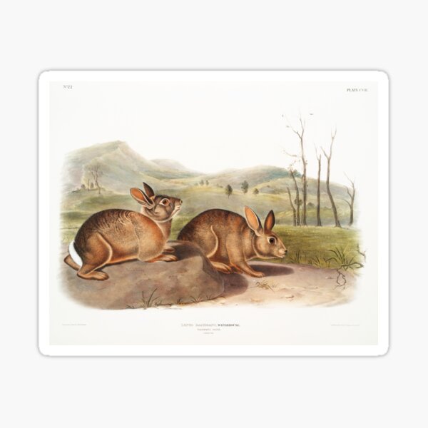 Item preview, Bachman's  Hare  - John James Audubon designed and sold by Vintage Designs +.