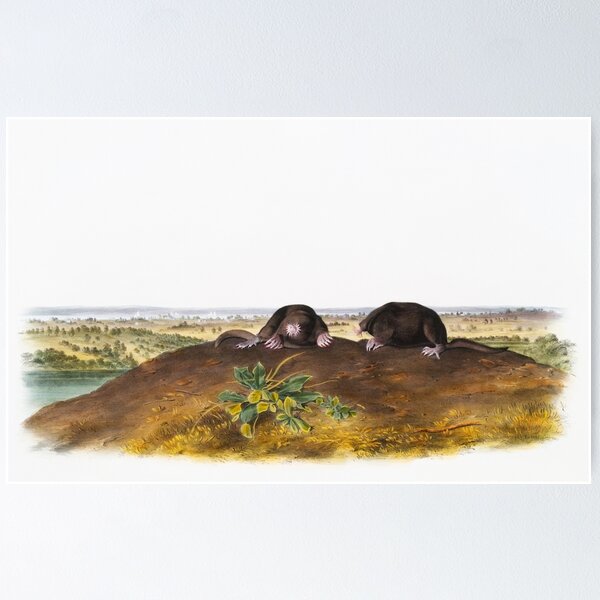 Item preview, Star Nose Mole    - John Woodhouse Audubon designed and sold by Vintage Designs +.