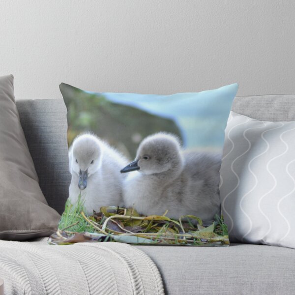 Item preview, Black Swan Cygnets at Dawlish  designed and sold by rosiephotos.