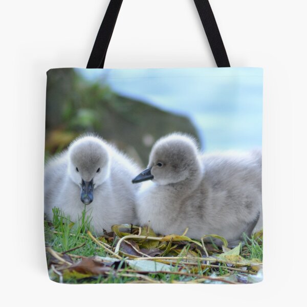 Item preview, Black Swan Cygnets at Dawlish  designed and sold by rosiephotos.