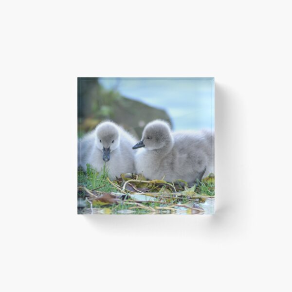 Item preview, Black Swan Cygnets at Dawlish  designed and sold by rosiephotos.