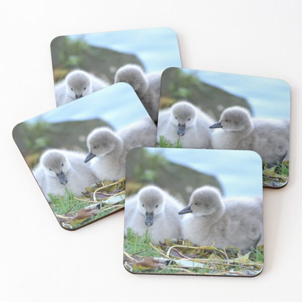 Item preview, Black Swan Cygnets at Dawlish  designed and sold by rosiephotos.