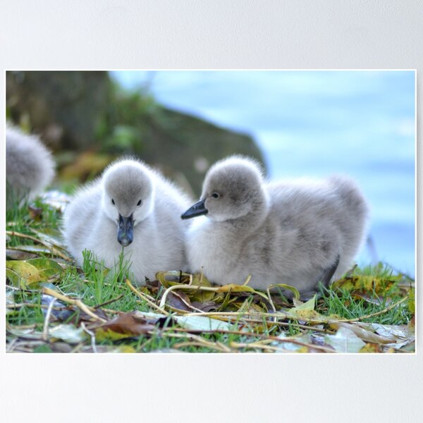 Item preview, Black Swan Cygnets at Dawlish  designed and sold by rosiephotos.