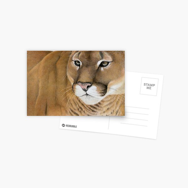 Mountain Lion Postcard