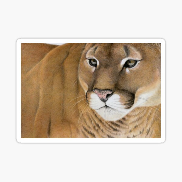 Mountain Lion Sticker