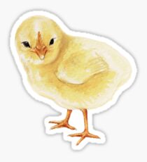 Aquarell-Ostern-Küken, flaumiges gelbes Baby-Huhn Sticker