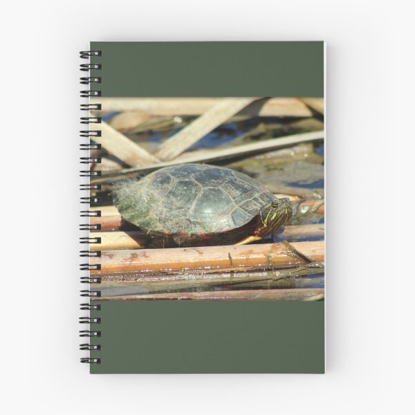 Item preview, Mr.Turtle designed and sold by anitahiltz.