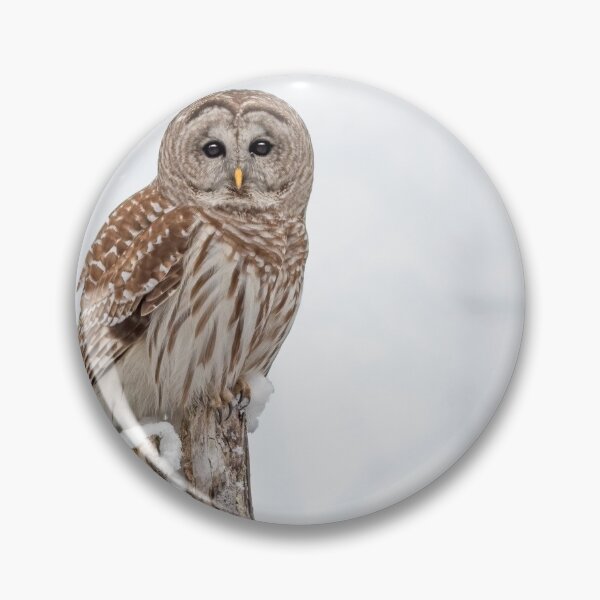 Item preview, Barred Owl on the hunt. designed and sold by Simpsonwildlife.