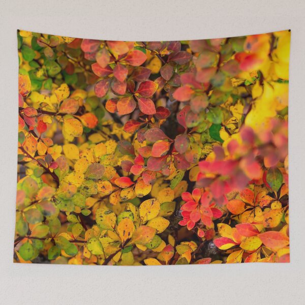 Item preview, Autumn background of barberry bush designed and sold by lena-maximova.