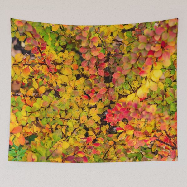 Item preview, Red and yellow barberry leaves in autumn designed and sold by lena-maximova.