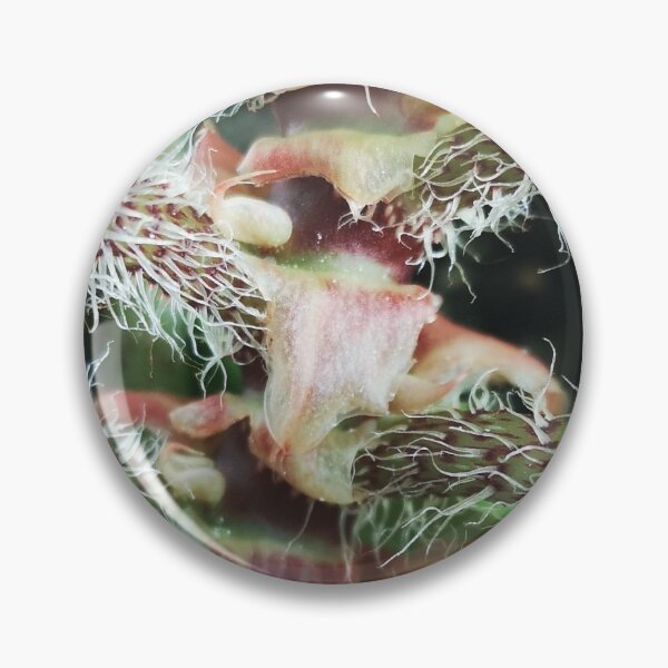Item preview, prickly plant designed and sold by CanDo20.