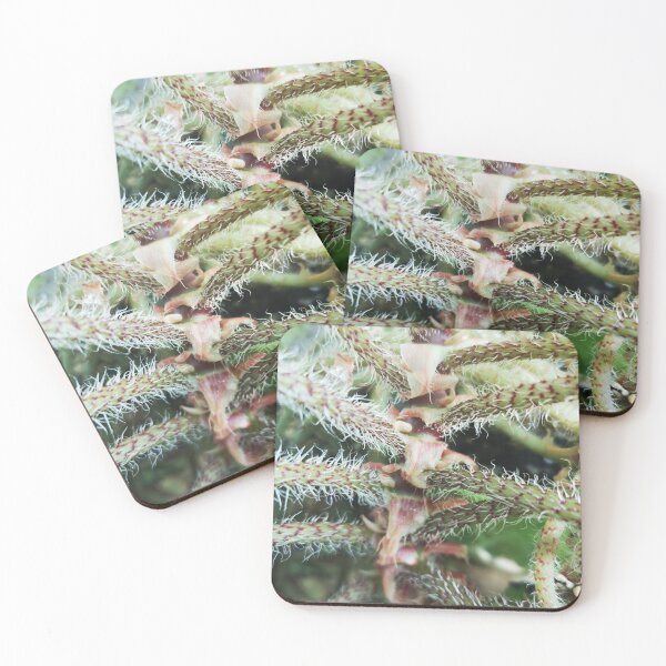 Item preview, prickly plant designed and sold by CanDo20.
