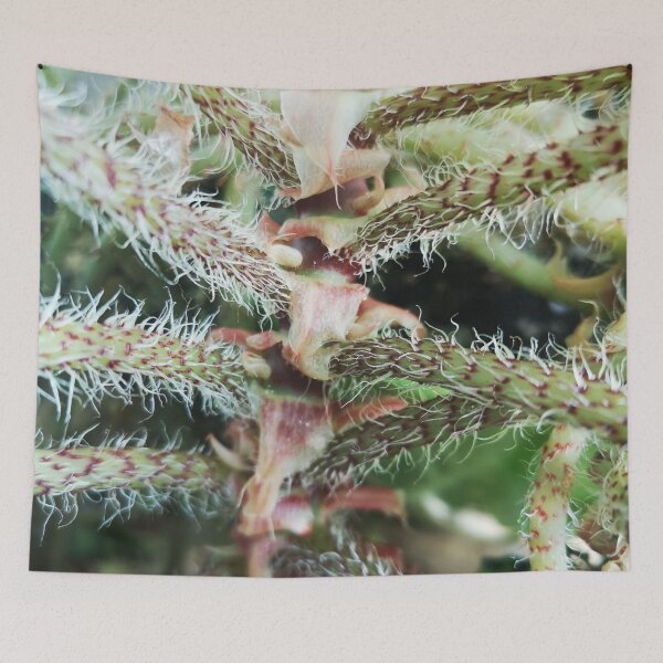 Item preview, prickly plant designed and sold by CanDo20.