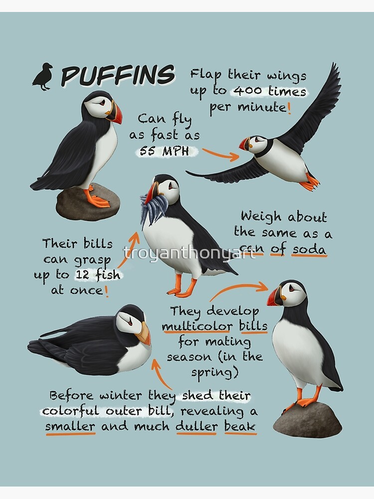Puffins Fun Animal Facts