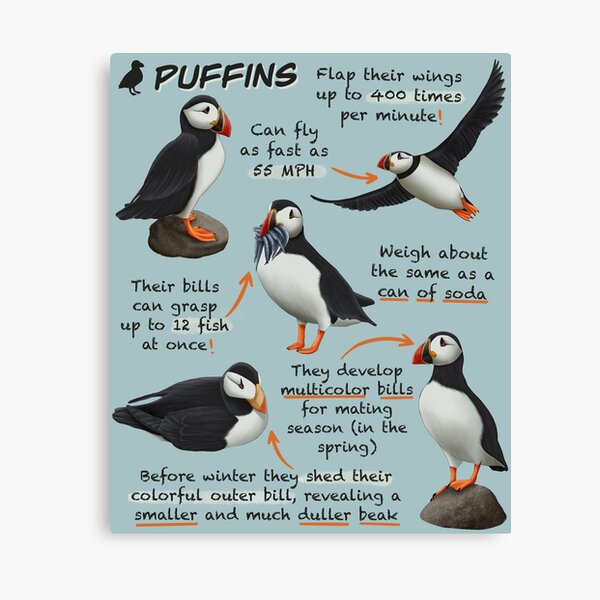 Puffins Fun Animal Facts Canvas Print