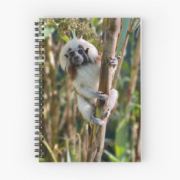 Item preview, Cotton top tamarin designed and sold by Nadiagould.