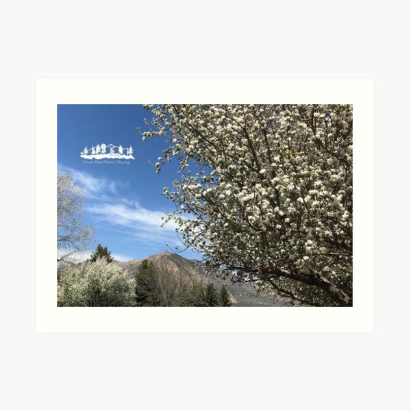 Spring from Forest Peak Retreat - From ccnow.info Art Print