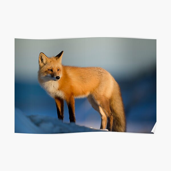 Clever Fox Posters for Sale | Redbubble Clever Fox Posters for Sale | Redbubble