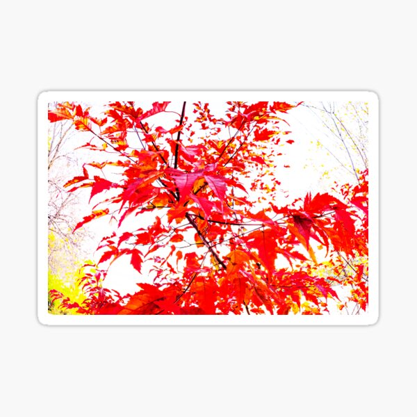 Item preview, Red splash of maple leafs in fall designed and sold by JBlaisDesign.