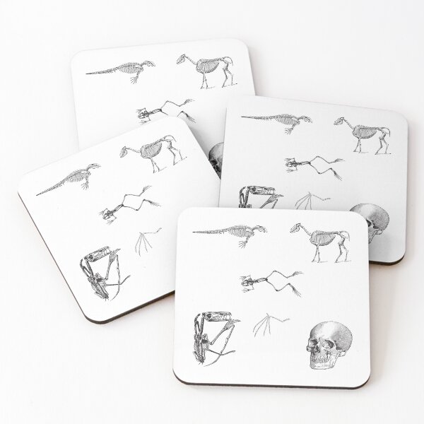 Item preview, Vintage animal bone drawings designed and sold by frenchstylehome.