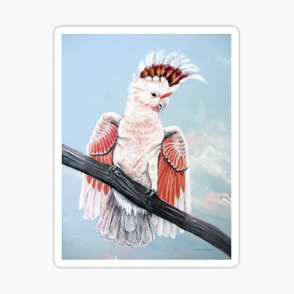 Major Mitchell Cockatoo Sticker