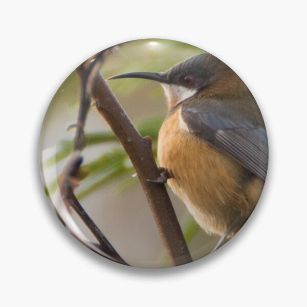 Item preview, Eastern Spinebill designed and sold by LilLizphoto.