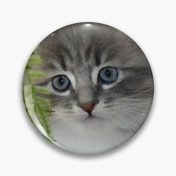 Item preview, Kitten, Siberian Grey with White designed and sold by bryanmcclelland.