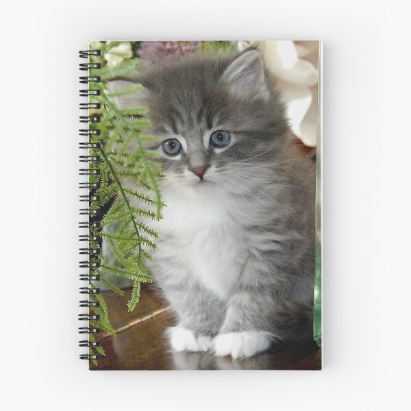 Item preview, Kitten, Siberian Grey with White designed and sold by bryanmcclelland.