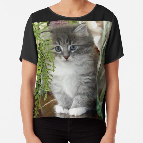 Kitten, Siberian Grey with White Chiffon Top