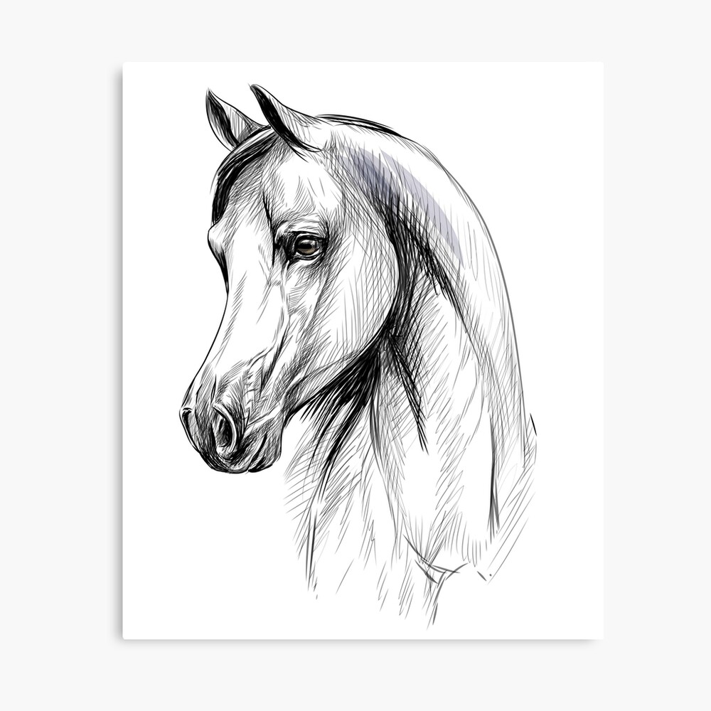 Horse sketch with running racehorse. Arabian horse sketch of running  racehorse. purebred mare horse is playing on a pasture. | CanStock
