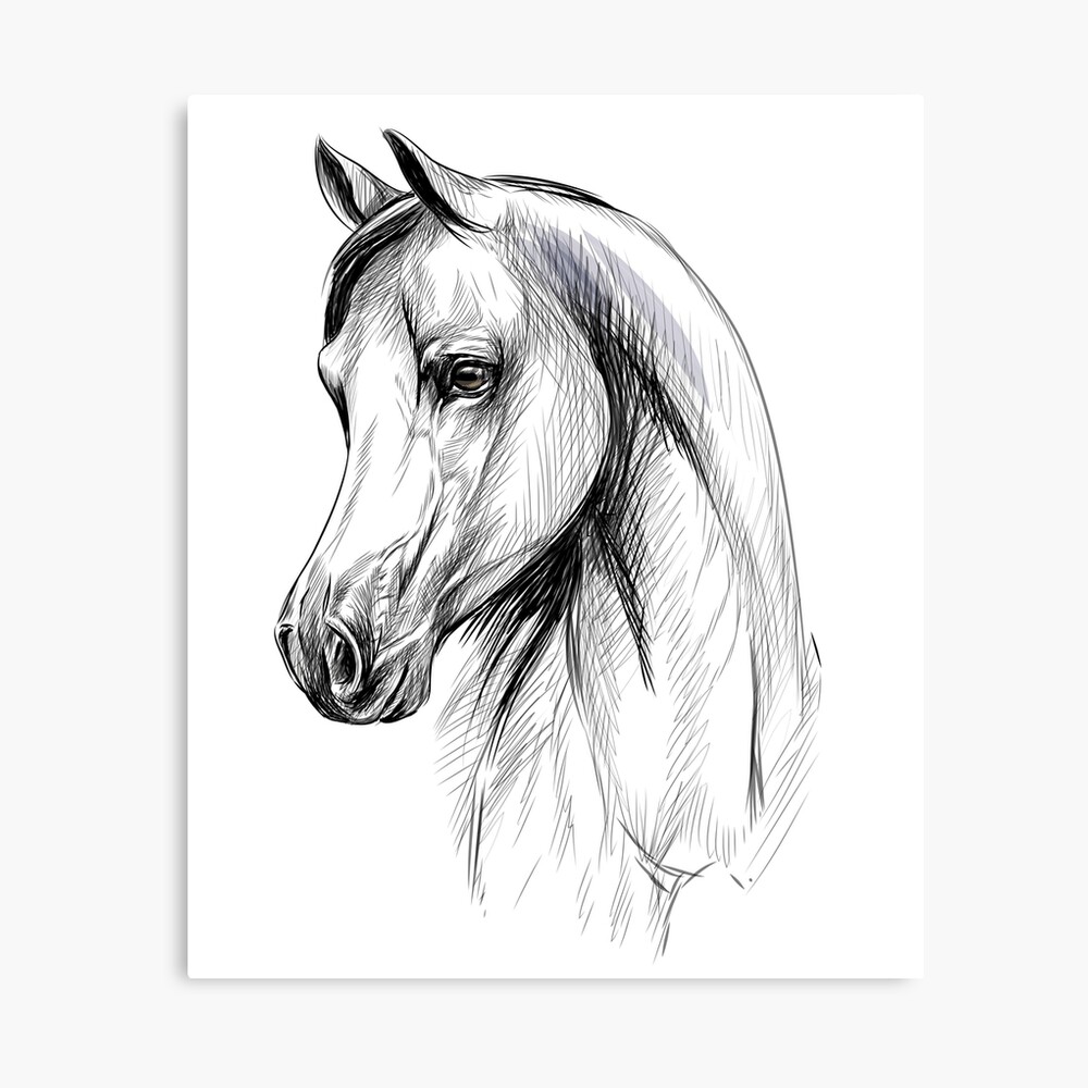 Arabian horse head 2020 02 14 Drawing by Ang El - Pixels
