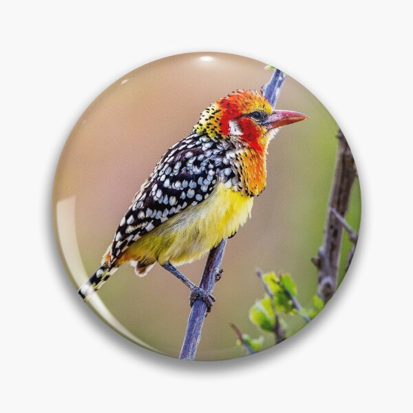 Item preview, Colorful bird - Male Red and Yellow Barbet designed and sold by Jensphotos.